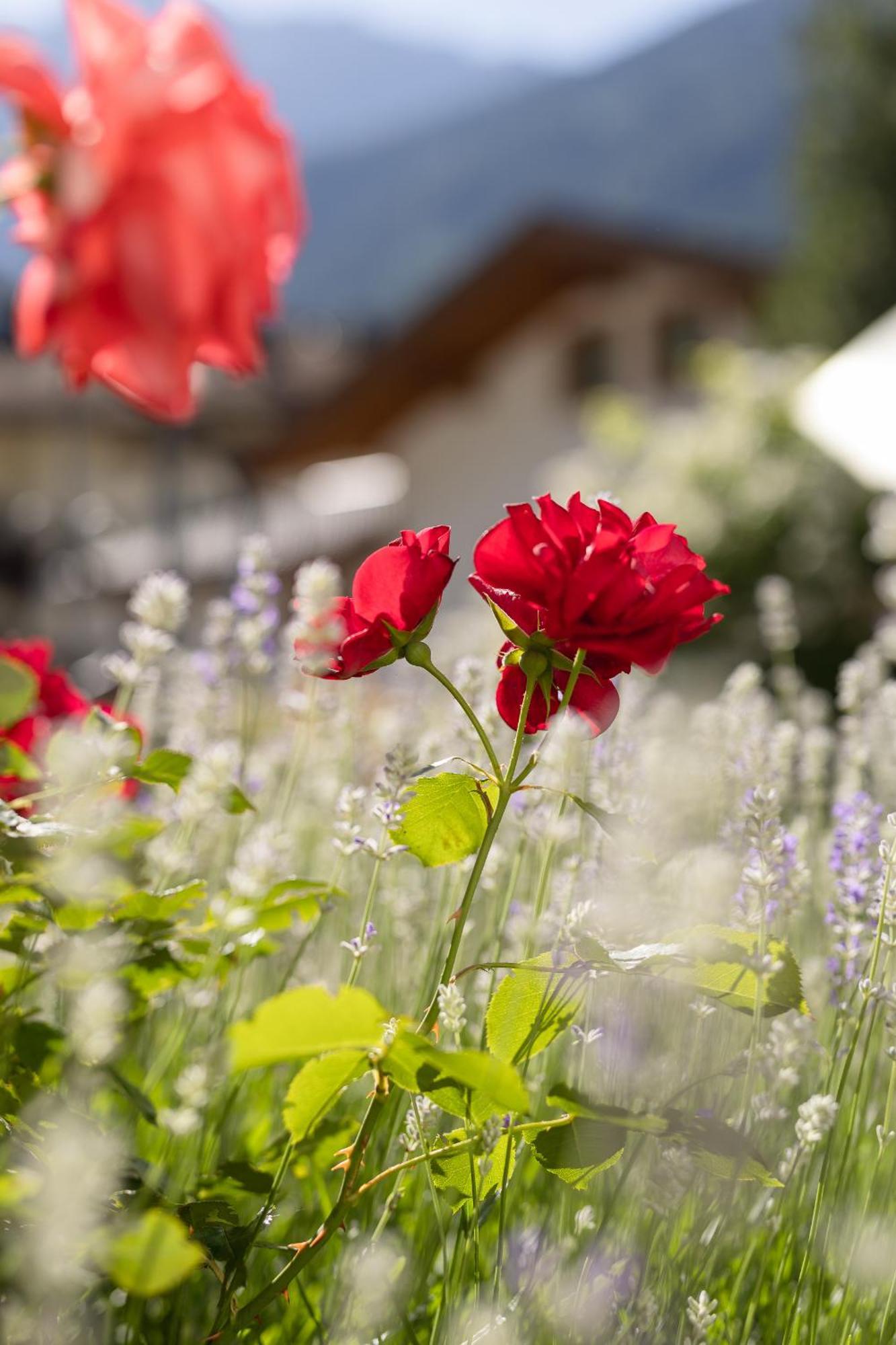 Pension Gulla - Ferienhaus Appartements B&B Neustift im Stubaital Exteriör bild