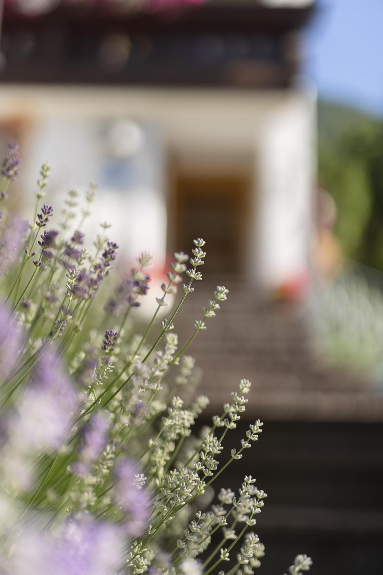 Pension Gulla - Ferienhaus Appartements B&B Neustift im Stubaital Exteriör bild